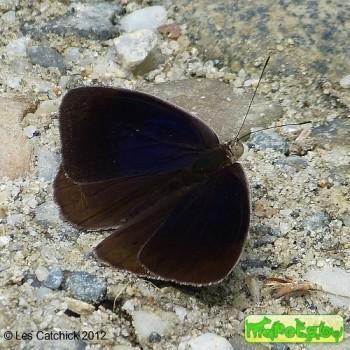 Eunica clytia
