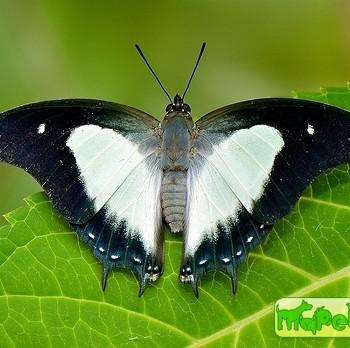 Polyura hebe