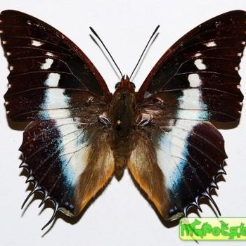 charaxes andara