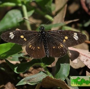 Acraea safie