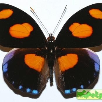 Catonephele numilia