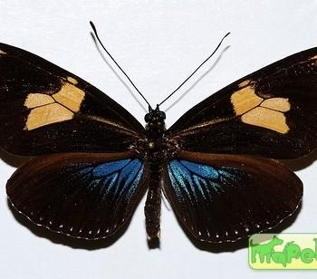 Laparus doris