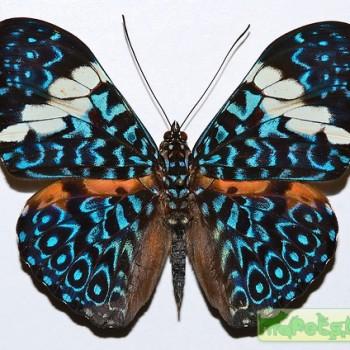 Hamadryas amphinome