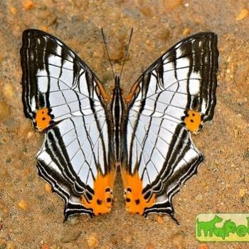 Cyrestis maenalis