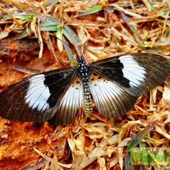 Acraea alcinoe