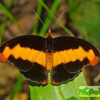 Catonephele nyctimus