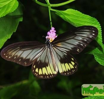 Ideopsis vitrea