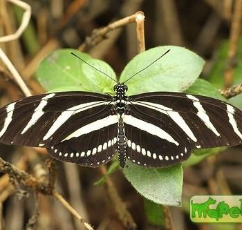 Heliconius charithonia