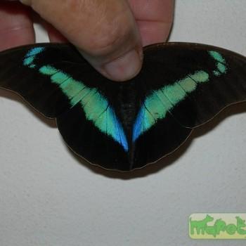 Archaeoprepona chalciope