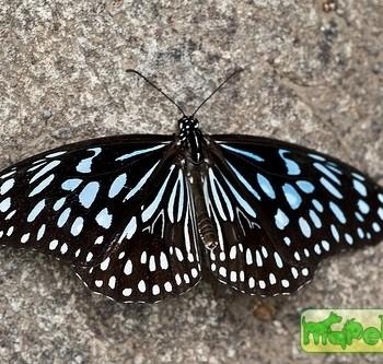 Tirumala septentrionis