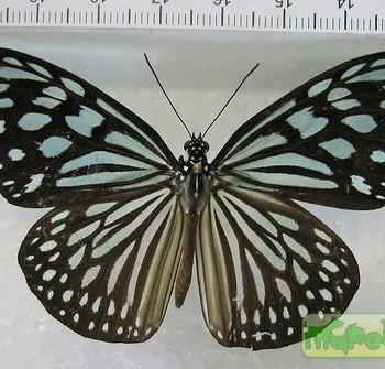 Ideopsis vulgaris
