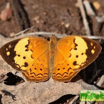 Cupha erymanthis