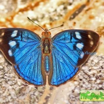 Dynamine colombiana