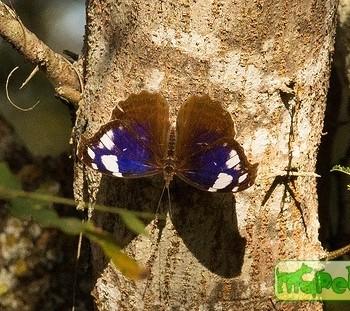 Myscelia aracynthia