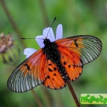 Acraea anacreon