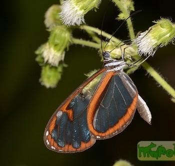 Oleria padilla
