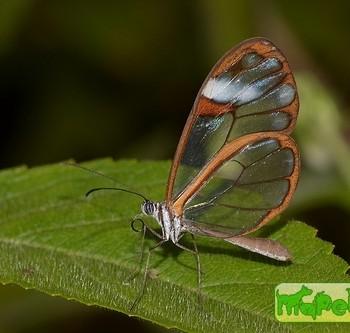 Greta andromica