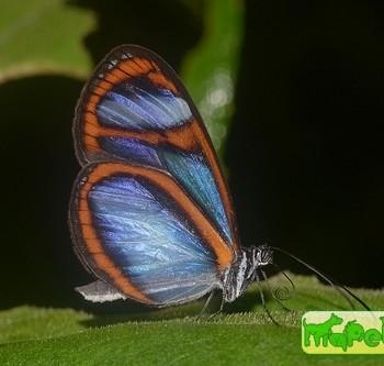 Oleria alexina
