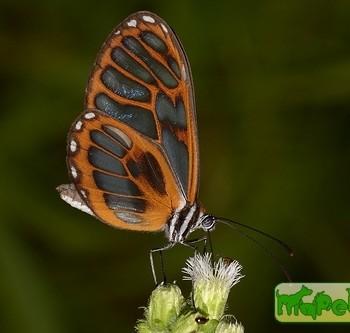 Ithomia eleonora