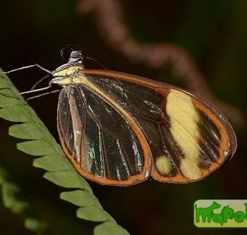 Greta libethris