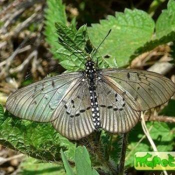 Acraea necoda