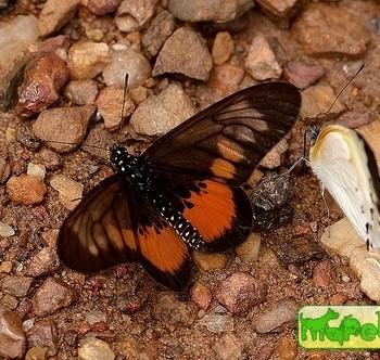Acraea peneleos