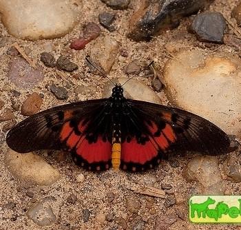 Acraea perenna