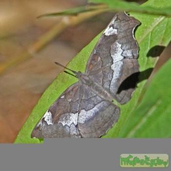 Laringa horsfieldii