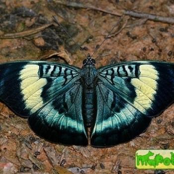 Panacea prola
