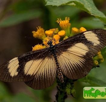 Acraea jodutta