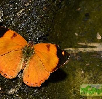 Nica flavilla