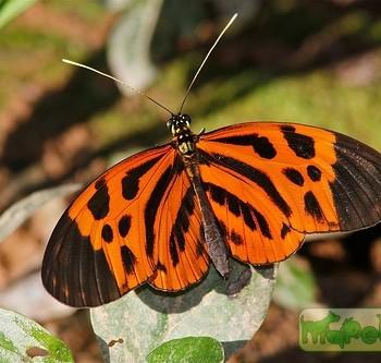 Heliconius numata