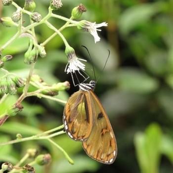 Oleria baizana