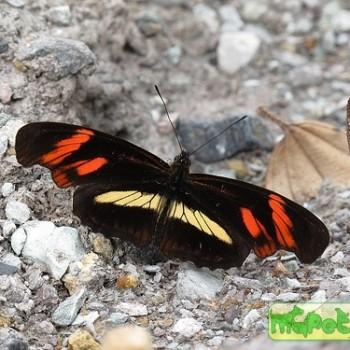Podotricha telesiphe