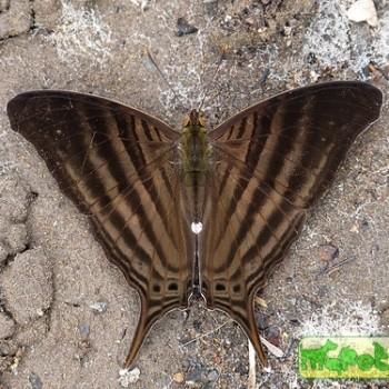 Marpesia livius