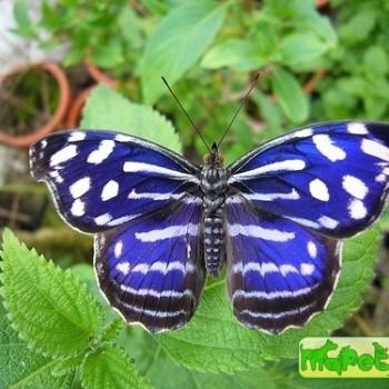 Myscelia cyaniris