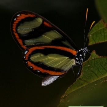 Napeogenes pharo