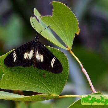 Acraea aganice