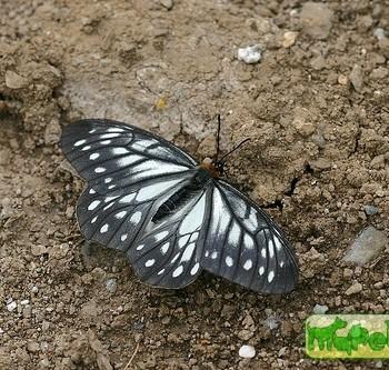 Calinaga buphonas
