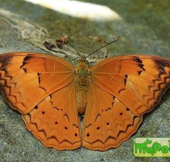 Cirrochroa thais