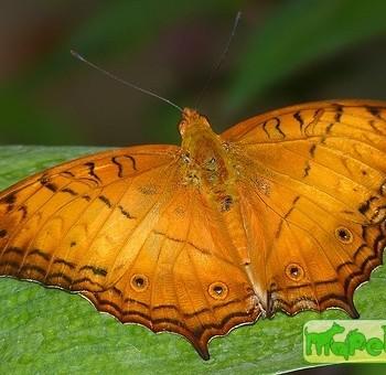Vindula dejone