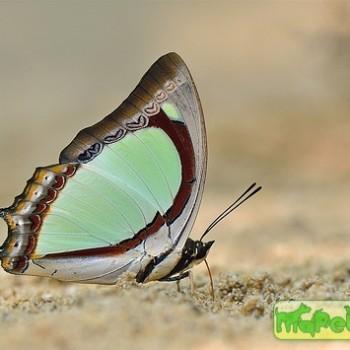 Polyura jalysus