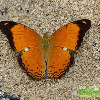Cirrochroa emalea