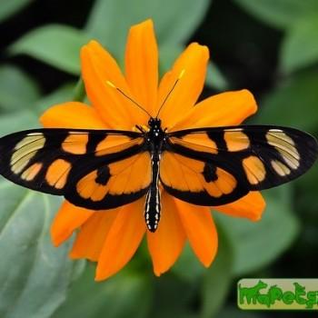 Thyridia psidii