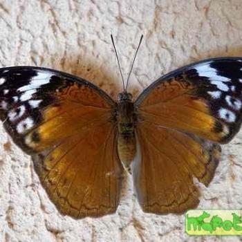 Bebearia orientis