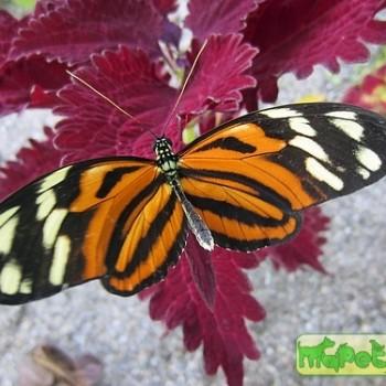 Heliconius ismenius