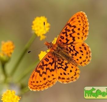 boloria epithore