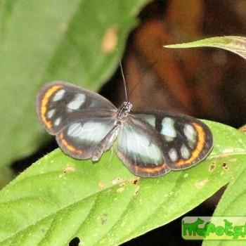 Oleria sexmaculata