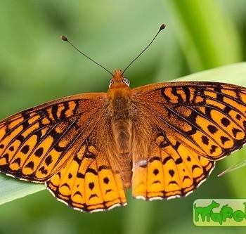 Speyeria aphrodite