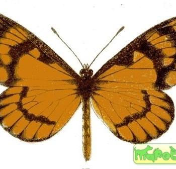 Acraea zonata